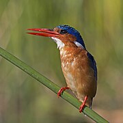 Malachite kingfisher (Corythornis cristatus cristatus)