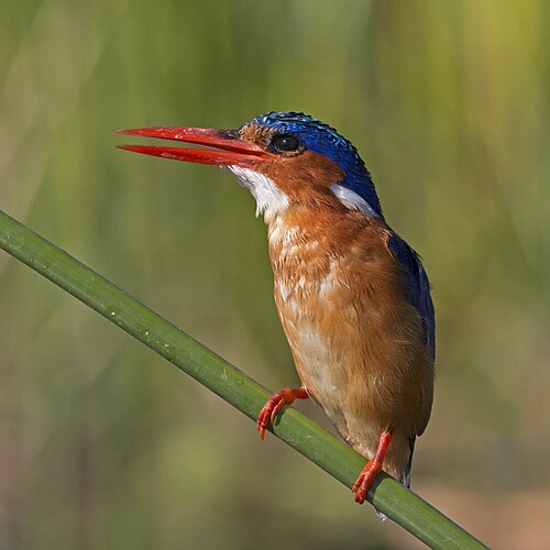 Малахитовый зимородок (Corythornis cristatus)