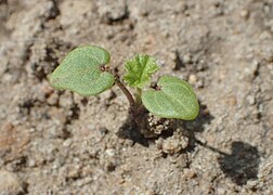 Malva neglecta kz08.jpg