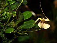 Masdevallia wageneriana