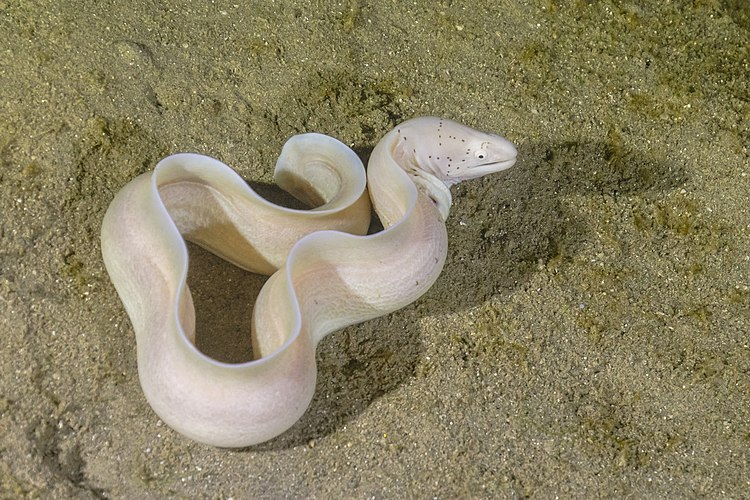 Серая риномурена (Gymnothorax griseus) в Красном море у южной оконечности Синайского полуострова