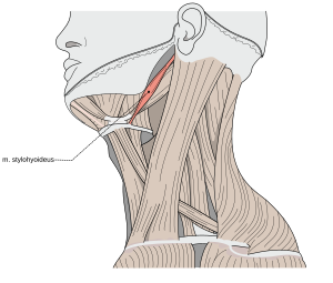 Muscles in human's neck with marked Musculi colli stylohyoideus