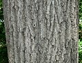 Northern Red Oak (Quercus rubra) bark