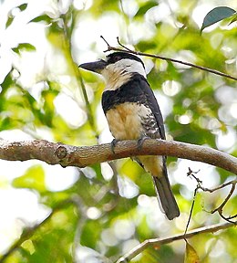 Лінивка-строкатка білошия (Notharchus hyperrhynchus)