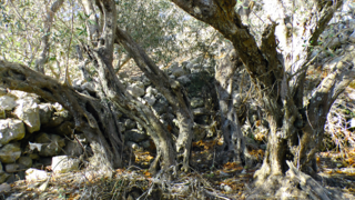 Żebbuġ, azaz olajfa