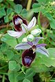 Ophrys bertolonii v rezervaci Bosco della Ficuzza