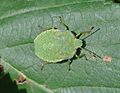 * Nomination Larva of a Green Shield Bug. --Quartl 05:33, 25 August 2010 (UTC) * Promotion QI for me --Haneburger 05:45, 25 August 2010 (UTC)