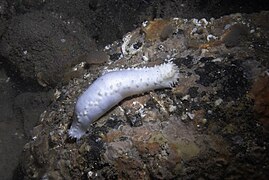 Grand lèche-doigts blanc (Pawsonia saxicola, surtout atlantique[16])