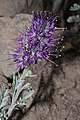 Phacelia sericea