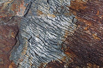 Fillitler (Anakeesta Oluşumu, Neoproterozoik; Yeni Bulunan Boşluk Yolu, Büyük Dumanlı Dağlar, Tennessee, ABD)