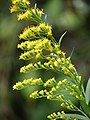 Solidago canadensis