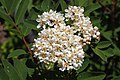 Sorbus sitchensis