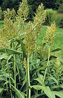 grote sorgo (Sorghum bicolor)