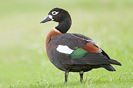 Tadorna tadornoides female 1 - Perth