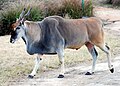 Afrikanische Antilopenart im Disney's Animal Kindom Lodge. Ps. die Klappern ganz deutlich mit ihren Gelenken, was offenbar typisch sei.