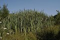 Typha latifolia