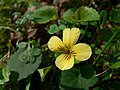 Viola sempervirens