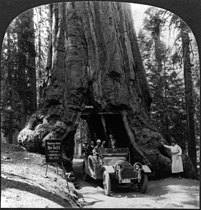 Wawona Tree, 1918