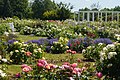 Vytautas Magnus University Botanical Garden Rosarium, Kaunas, Lithuania