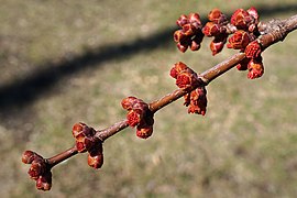 Acer x freemanii (Freeman Maple) (33236699081).jpg