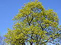 Tree in flower