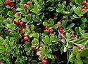 Bearberry