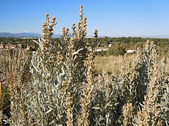 Artemisia cana (5017822235).jpg