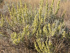 Artemisia cana 002 — Matt Lavin.jpg
