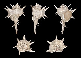 Cinco vistas da concha de Bolinus brandaris (Linnaeus, 1758),[1] de espécime coletado próximo a Montpellier, França; uma espécie denominada búzio, búzio-canilha, canilha, ou búzio-fêmea, em costas de Portugal.[2][3][4][5]