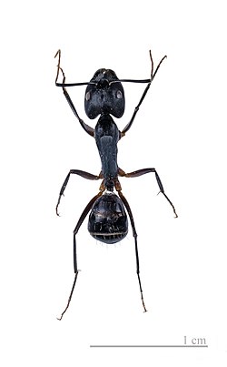Camponotus fellah.