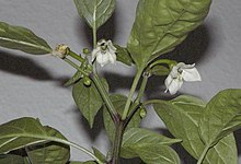 Capsicum annuum Bluete.jpg