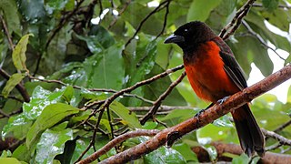 Cardenal especie nativa Melgar Tolima - panoramio.jpg