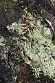 Cladonia macilenta var. bacillaris (Lipstick Cladonia)