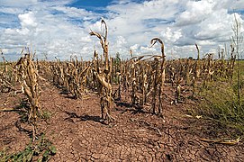 Mga pagbabagong pang-agrikultura. Ang mga tagtuyot, pagtaas ng mga temperatura, at matinding lagay ng panahon ay negatibong nakakaapekto sa agrikultura. Ipinapakita: Texas, Estados Unidos (2013).[160]