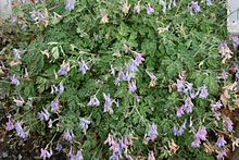 Corydalis-cashmeriana-habit.jpg