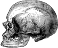 Cráneo de un hombre de Cromañón.