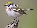 Chestnut-sided Warbler (female)