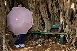 Ficus benghalensis adventitious roots and oriental girl with parasol on seat, New Farm Park IMGP0113.jpg