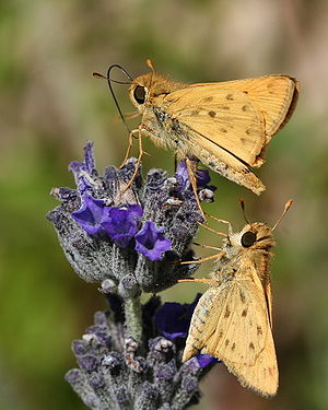 Fiery skippers