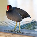 Noch ein Vogel im Gatorland, Orlando