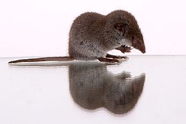 Crocidura suaveolens Furaño de xardín