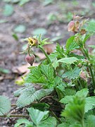 Geum glaciale Novosieversia glacialis