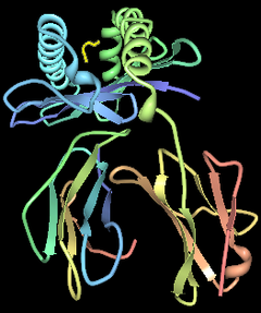 Computer illustration of HLA-B*5101 with HIV peptide in the binding pocket.