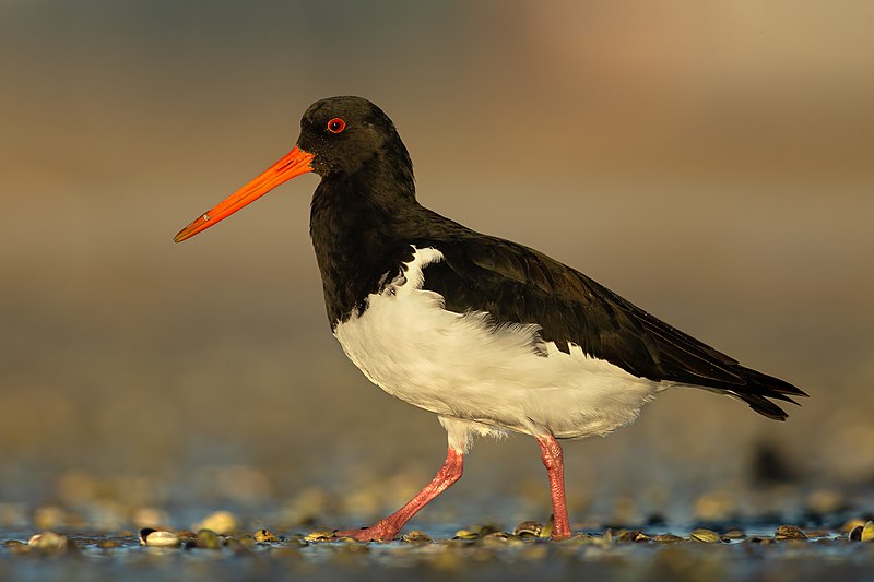 South Island Oystercatcher (Haematopus finschi), Point Chevalier, Auckland, New Zealand