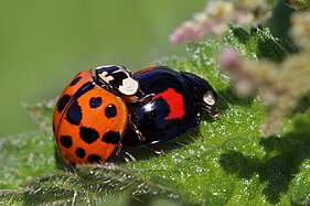 Mating