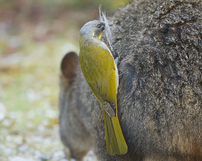 Yellow-throated Honeyeater stealing hair from a Tasmanian Pademelon