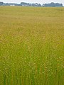 Field of fruiting flax