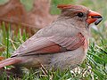 Northern Cardinal (female)