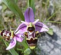 Ophrys scolopax, o specie de orhidee, răspândită in Europa și România. Fotografia este făcută în Franța.]]