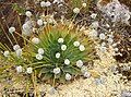 Paepalanthus alpinus, uma espécie dos Andes da Colômbia.